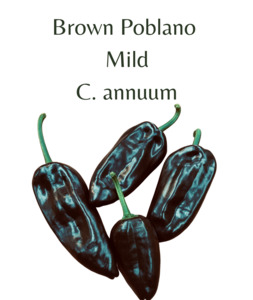 Brown Poblano Chilli Seeds (10 seeds)