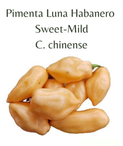 Seeds: Pimenta Luna Chilli Seeds (10 seeds)