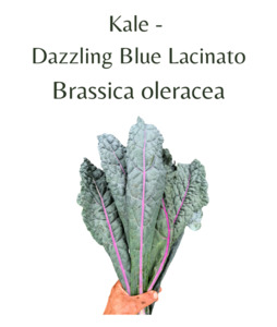 Kale -  Dazzling Blue Lacinato (100 seeds)