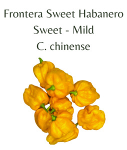 Seeds: Frontera Sweet Habanero Chilli Seeds (10 seeds)
