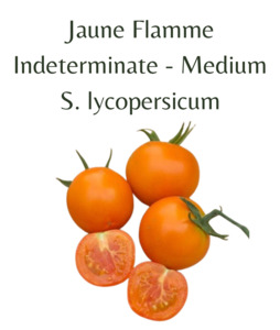 Seeds: Jaune Flamme Tomato (10 seeds)