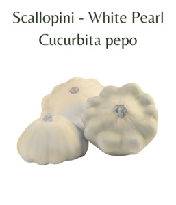 Scallopini - White Pearl (10 seeds)