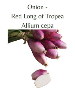 Seeds: Onion - Red Long of Tropea (100 seeds)