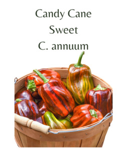 Candy Cane Chilli Seeds (10 seeds)