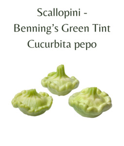 Scallopini - Benning’s Green Tint (10 seeds)