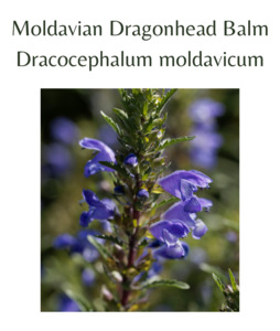 Moldavian Dragonhead Balm (50 seeds)