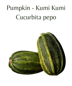 Seeds: Pumpkin - Kumi Kumi (10 seeds)