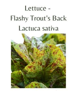 Seeds: Lettuce - Flashy Trout’s Back (150 seeds)