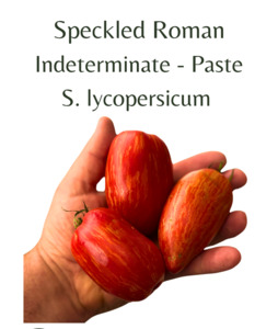 Speckled Roman Tomato (10 seeds)
