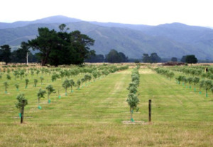 Gifts And Goods: Juno Olives Gift Cards