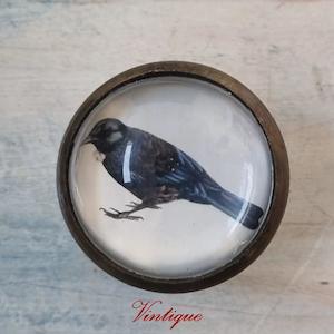 Animals And Wildlife Theme: Olivia Bezett's TUI Native Bird antique Gold furniture Knob-38mm dia