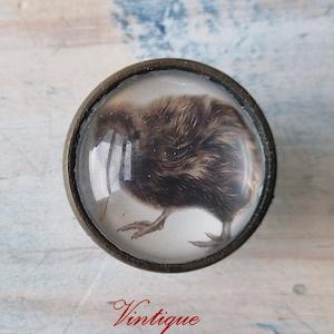 Olivia Bezett's KIWI Native Bird antique Gold furniture Knob-38mm dia