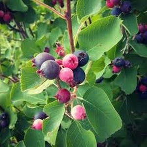 Products: Canadian Serviceberry - Kahikatea Farm Certified Organic Nursery and Permaculture Farm