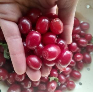 Products: Cornelian Cherry - Kahikatea Farm Certified Organic Nursery and Permaculture Farm