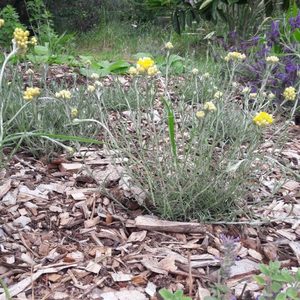 Products: Curry Plant - Kahikatea Farm Certified Organic Nursery and Permaculture Farm