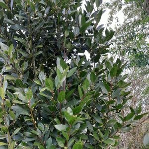 Products: Bay Tree - Kahikatea Farm Certified Organic Nursery and Permaculture Farm