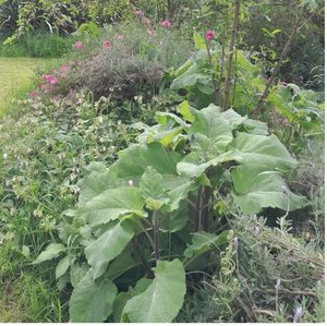 Products: Clary Sage Pink - Kahikatea Farm Certified Organic Nursery and Permaculture Farm