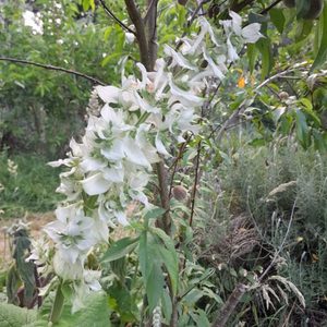 Products: Clary Sage White - Kahikatea Farm Certified Organic Nursery and Permaculture Farm