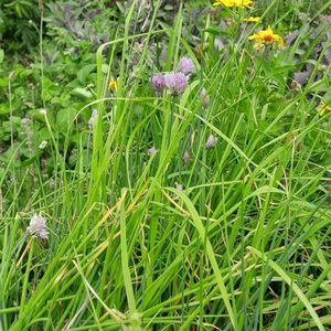 Products: Common Chives - Kahikatea Farm Certified Organic Nursery and Permaculture Farm