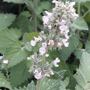 Products: Catnip - Kahikatea Farm Certified Organic Nursery and Permaculture Farm