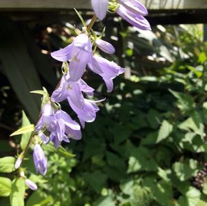 Products: Creeping Bellflower - Kahikatea Farm Certified Organic Nursery and Permaculture Farm
