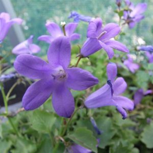 Products: Dalmation Bellflower - Kahikatea Farm Certified Organic Nursery and Permaculture Farm
