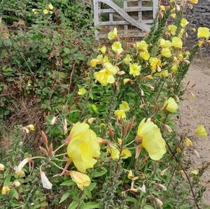Products: Evening Primrose - Kahikatea Farm Certified Organic Nursery and Permaculture Farm