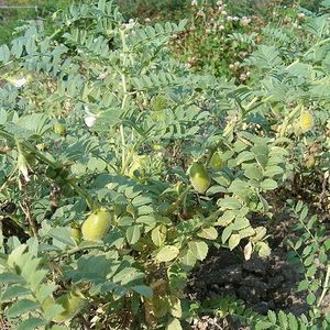 Products: Chickpea - Kahikatea Farm Certified Organic Nursery and Permaculture Farm