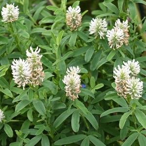 Products: Clover Frosty Feathers (White) - Kahikatea Farm Certified Organic Nursery and Permaculture Farm