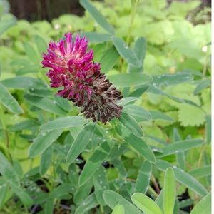 Products: Clover Red Feathers - Kahikatea Farm Certified Organic Nursery and Permaculture Farm