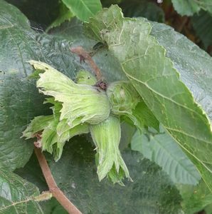 Products: European Hazel - Kahikatea Farm Certified Organic Nursery and Permaculture Farm