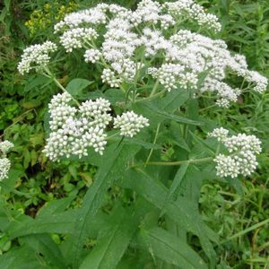 Products: Boneset - Kahikatea Farm Certified Organic Nursery and Permaculture Farm