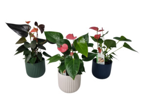 Products: Anthurium Plant in Ceramic Pot - Kamo Village Florist
