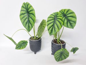 Alocasia Green Shield - Kamo Village Florist