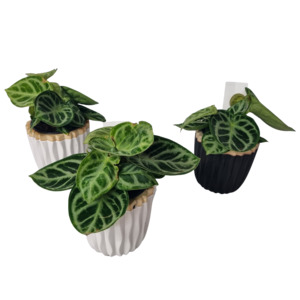 Products: Anthurium Crystallinum - Kamo Village Florist