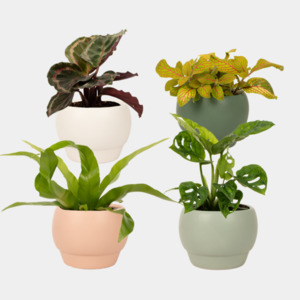 Products: Cute Foliage Plant Asst 9.5cm - Kamo Village Florist