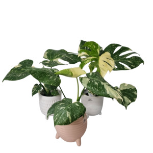Products: Monstera Thai Constellation - Kamo Village Florist