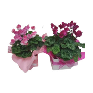 Products: Cyclamen - Kamo Village Florist