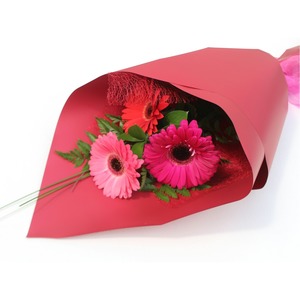 Products: Gerbera x 3 Stems - Kamo Village Florist