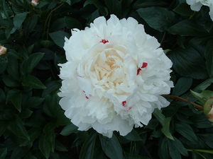 Products: Festiva Maxima - Kampjes Gardens