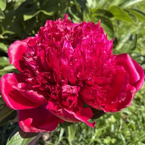 Products: Red Picottee - Kampjes Gardens
