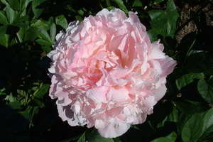 Products: James Pillow - Kampjes Gardens