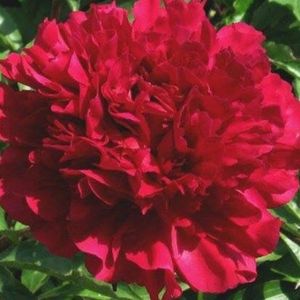 Products: Maestro - Kampjes Gardens