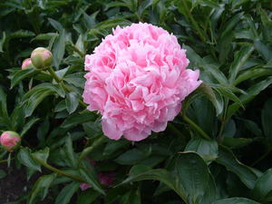 Products: Monsieur Jules Élie - Kampjes Gardens