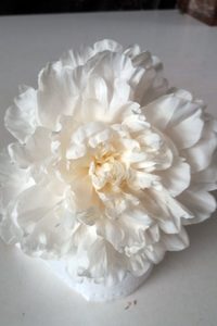 Products: Mothers Day - Kampjes Gardens