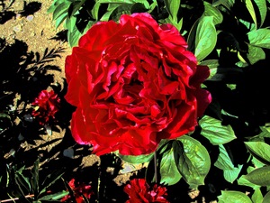 Products: Old Faithful - Kampjes Gardens