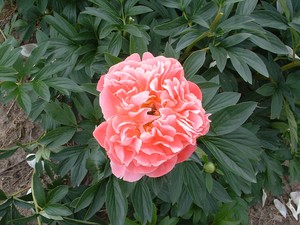 Products: Pink Hawaiian Coral - Kampjes Gardens