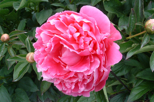 Products: Pink Parfait - Kampjes Gardens