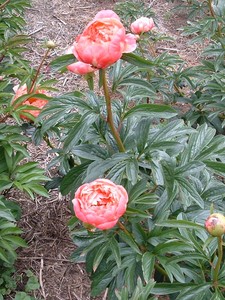 Products: Coral Charm - Kampjes Gardens