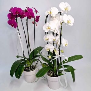 Phalaenopsis (Moth) Orchids - White Only